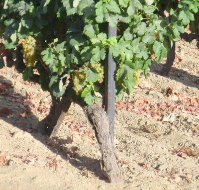 Bronca (White) Grapes.